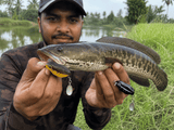 IZZAWA Predator Frog Lure | 2pc | Black-Brown | 4.5cm 8.5g | Topwater Soft Bait for Snakehead, Murrel & Bass