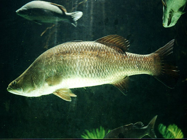Kalanji · Barramundi