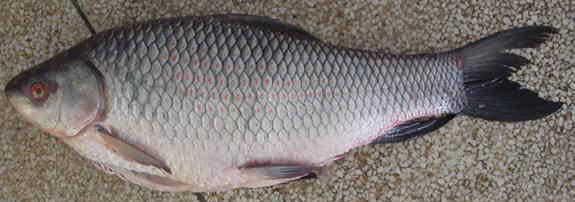Rohu · Catla