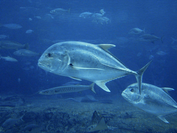 GT · Giant trevally