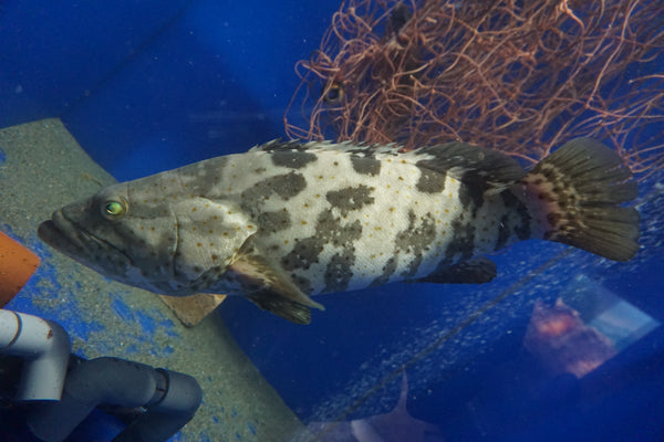 Hamour · Grouper