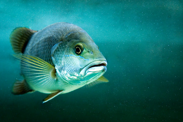 Chemballi · Snapper