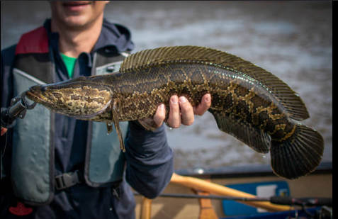 A strong freshwater catch from the water