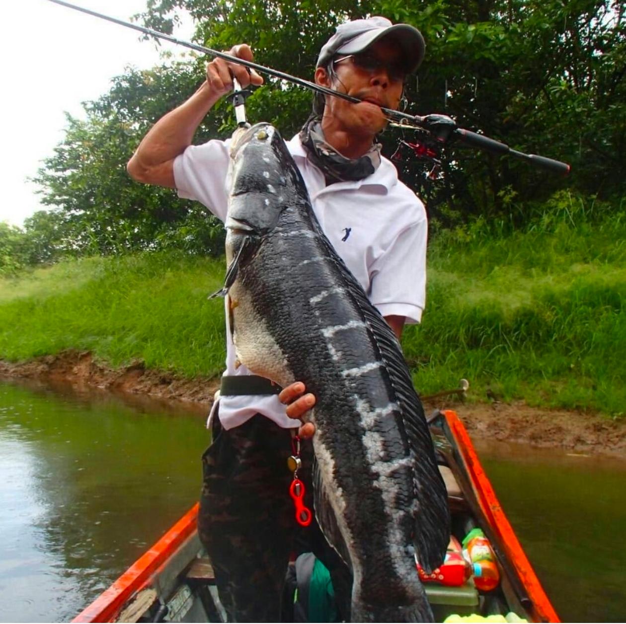A memorable snakehead landed from the bank