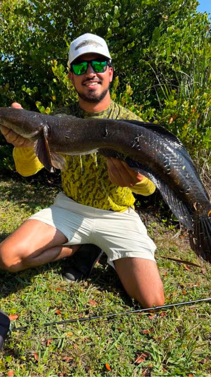 A powerful snakehead from heavy cover